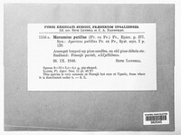 Gymnopus putillus image